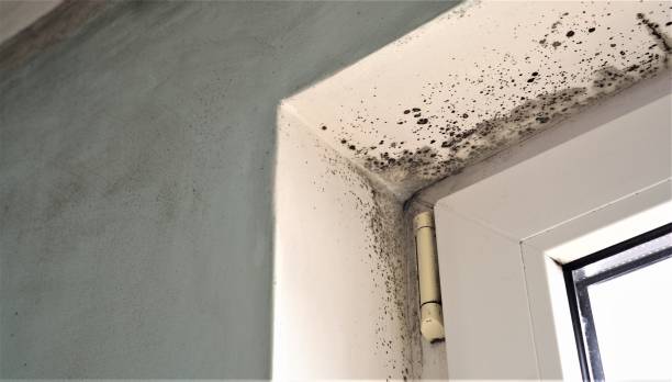 Best Commercial Mold Inspection  in Fort Payne, AL