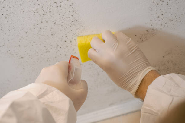 Best Air Quality Testing for Mold Spores  in Fort Payne, AL