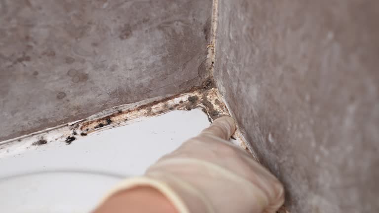 Best Water Damage & Mold Remediation  in Fort Payne, AL